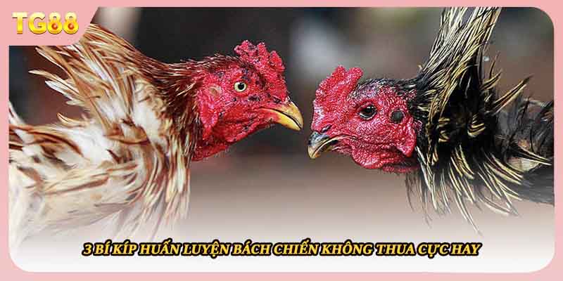 3 bí kíp huấn luyện bách chiến không thua cực hay