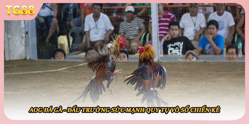 AOG Đá Gà - Đấu Trường Sức Mạnh Quy Tụ Vô Số Chiến Kê