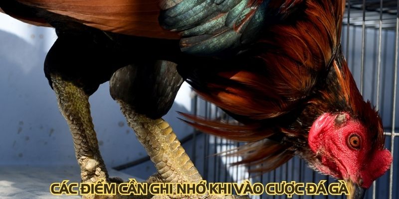 Các điểm cần ghi nhớ khi vào cược đá gà