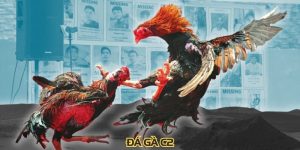 Đá Gà C2 Trận Chiến Kịch Tính Và Kỹ Thuật Chuyên Nghiệp