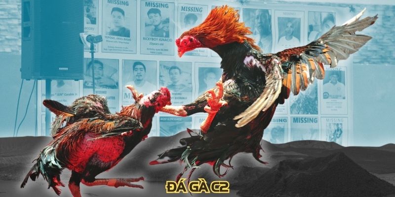 Đá Gà C2 Trận Chiến Kịch Tính Và Kỹ Thuật Chuyên Nghiệp
