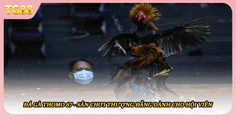 Đá Gà Thomo 67 - Sân Chơi Thượng Đẳng Dành Cho Hội Viên