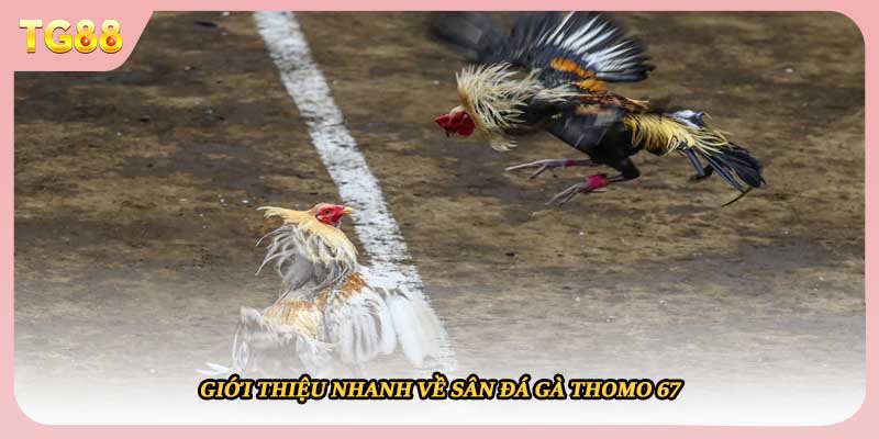Giới thiệu nhanh về sân đá gà Thomo 67