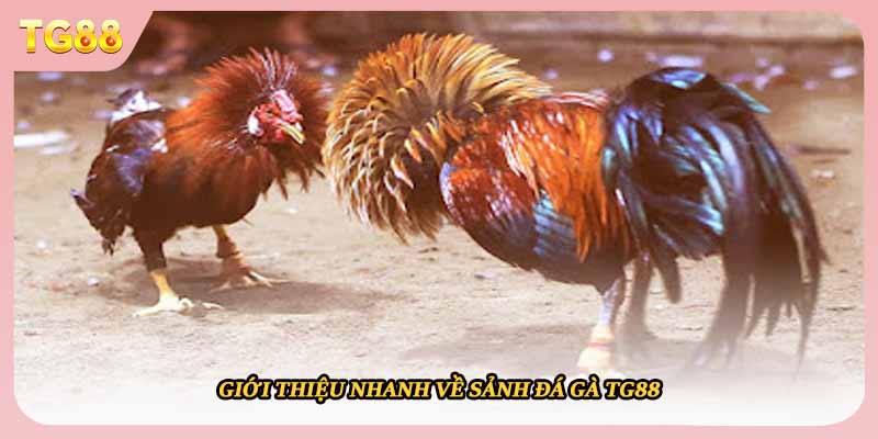 Giới thiệu nhanh về sảnh đá gà TG88