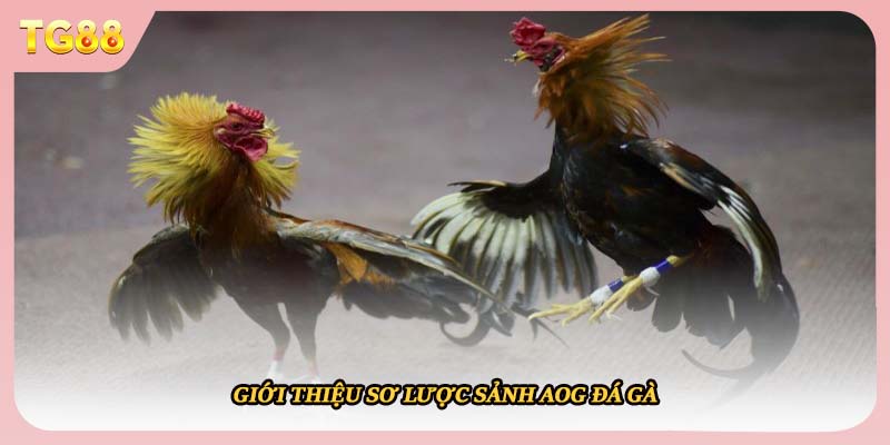 Giới thiệu sơ lược sảnh AOG đá gà