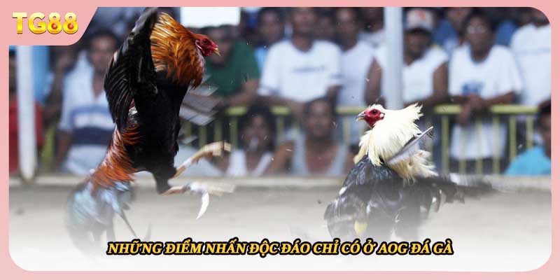 Những điểm nhấn độc đáo chỉ có ở AOG đá gà