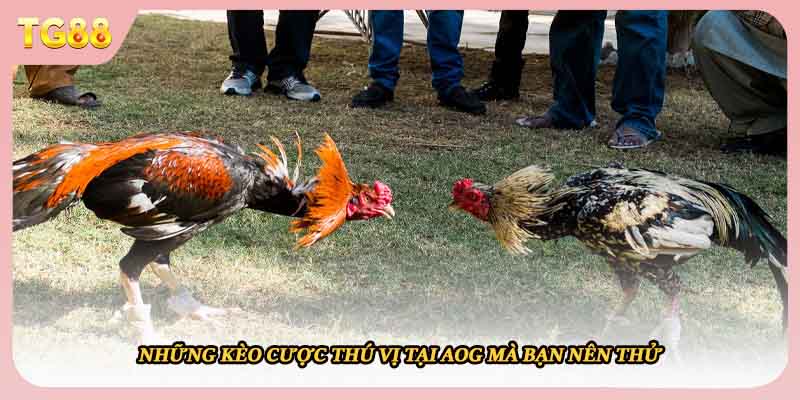 Những kèo cược thú vị tại AOG mà bạn nên thử